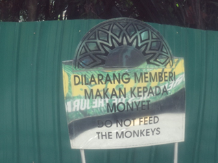 malai monkey