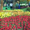 Khu vực hoa Tulip hấp dẫn du khách