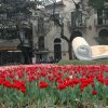 Sặc sỡ những cánh hoa tuy lip