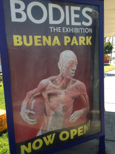 bodies exhibition