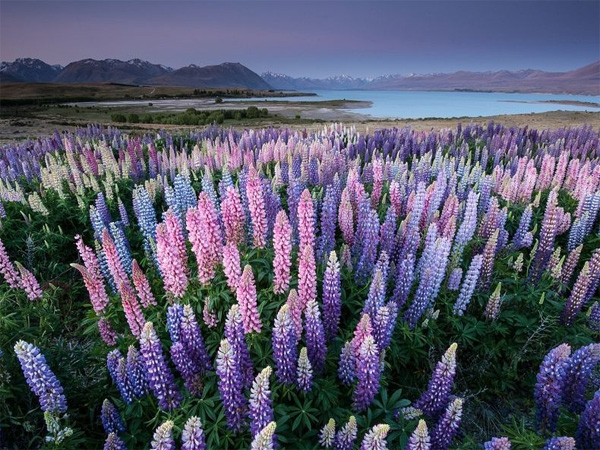 lupin4