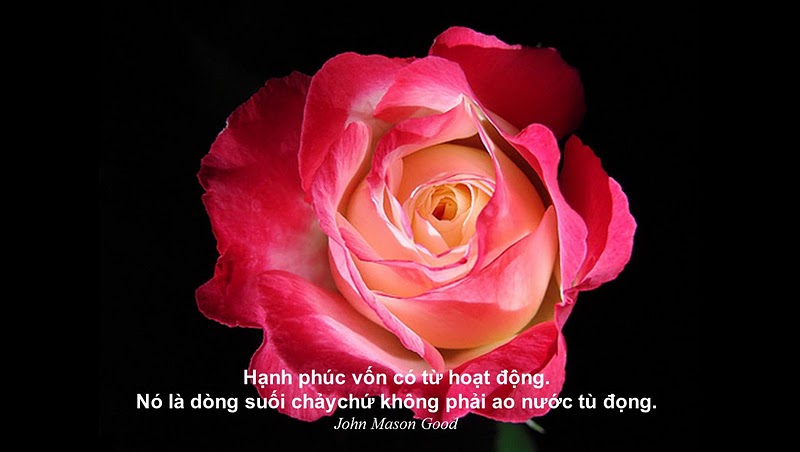 hanhphuc5
