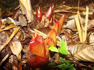 conbuon tc thaoqua 2