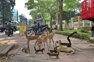 viahe saigon 1