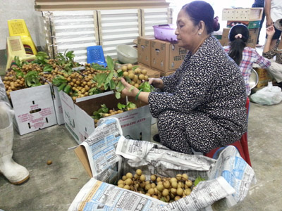 nongdanviet florida 4