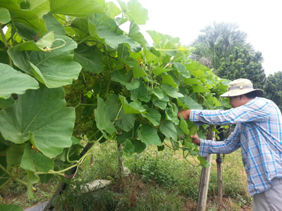 nongdanviet florida 5