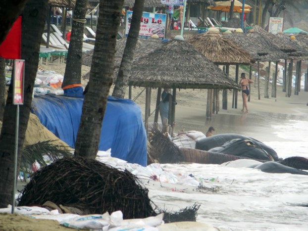 bobien hoian a