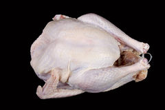 mh-chicken