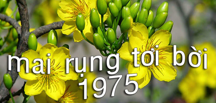 mai rung toi boi