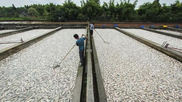 a china pond