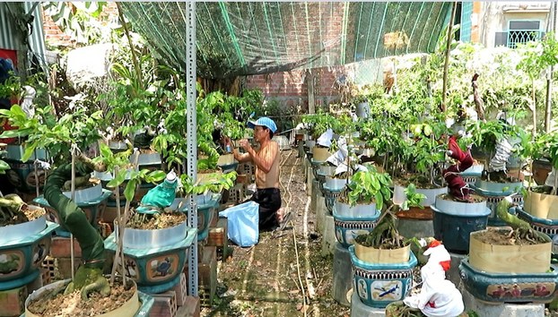 mai binhdinh 1