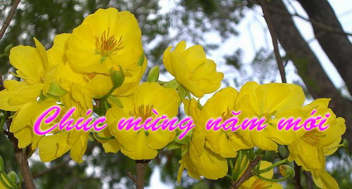 chieu xuan xua
