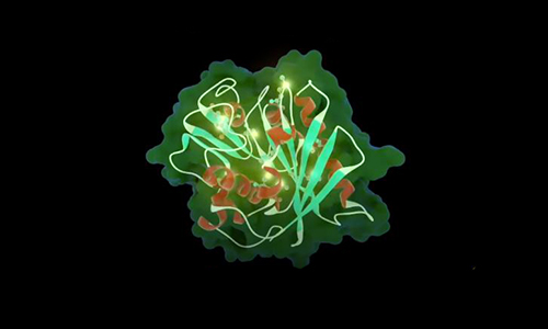 Enzyme