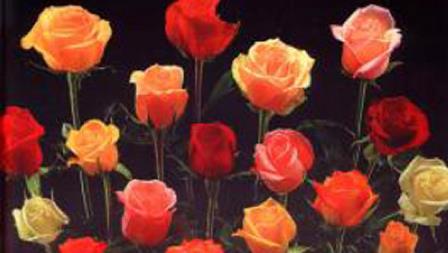 Rose Ecuador