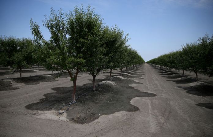 almond