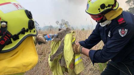 australia bushfires koalas
