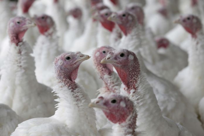 Turkeys