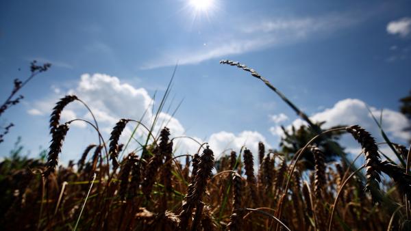 sweden-wheat-harvest