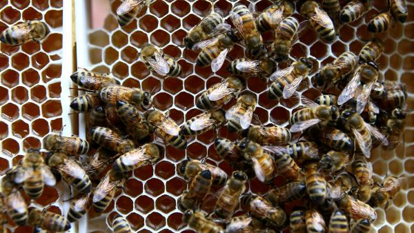 science-bees-pesticides