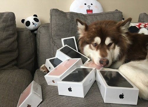 iphone cho cho