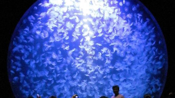 kamo aquarium water tank